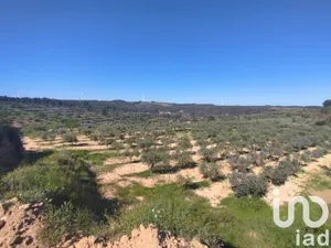 Terreno en Corbera d'Ebre