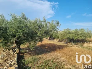 Land in Ginestar