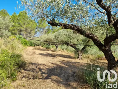 Terreny a Tivissa