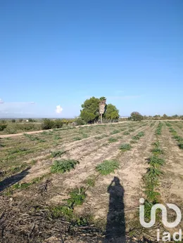 Terreno rústico en Elche