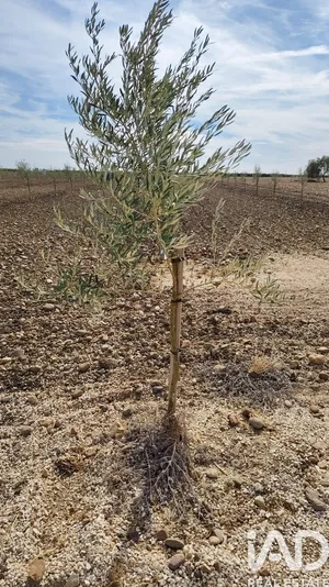 Terreno agricola en CAÑADA ROSAL