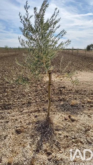 Terreno agricola en CAÑADA ROSAL