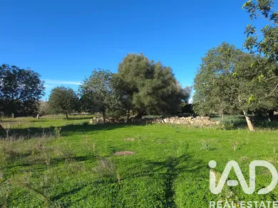 Terrain à Santa Margalida