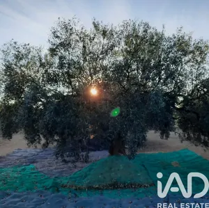 Terreny agrícola a San Rafael del Rio