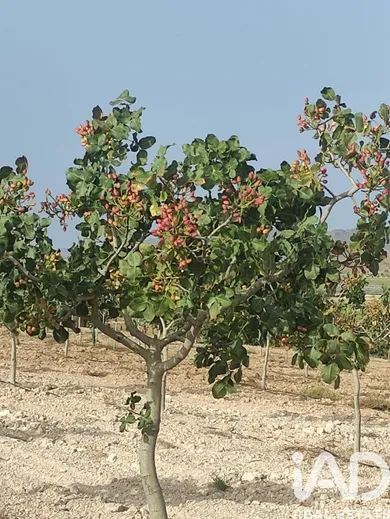Terreny agrícola a Lorca