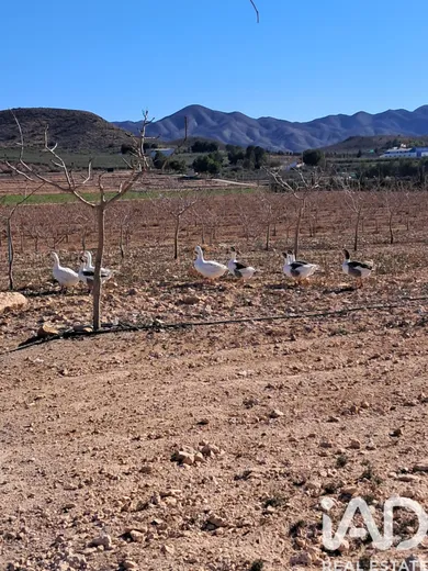 Terreny agrícola a Lorca
