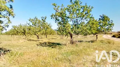Terreny agrícola a Ulldecona