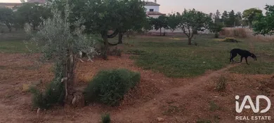 Terreny rústic a cañada rosal