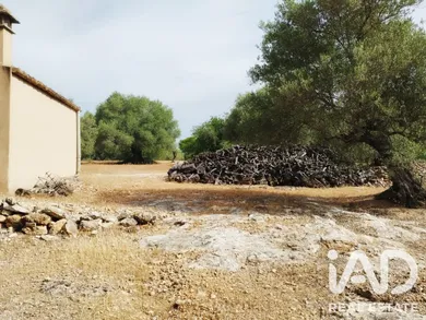 Terreny agrícola a Tortosa