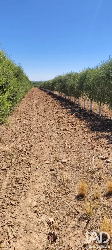 Terrain agricole à Ecija