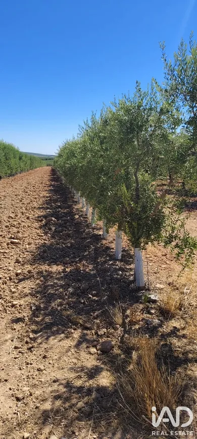 Terrain agricole à Ecija