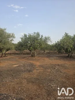 Land in El Perelló