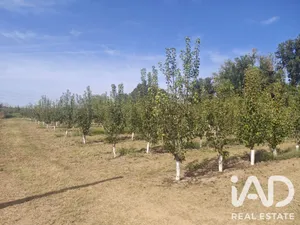Terreno agricola en ALBATARREC
