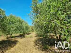 Terreno en Ginestar