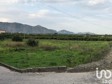 Terreny a Oliva
